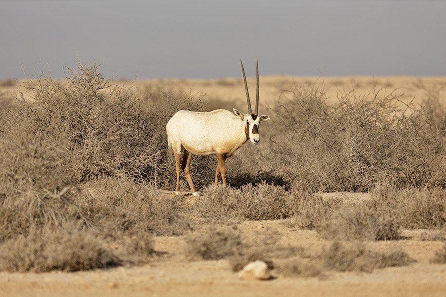 Arabian Oryx