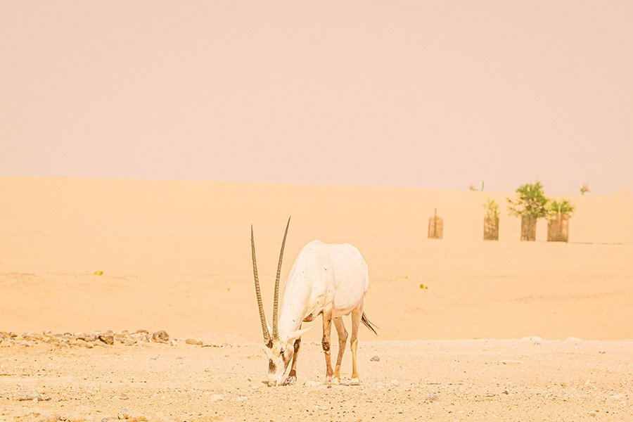 Arabian Oryx