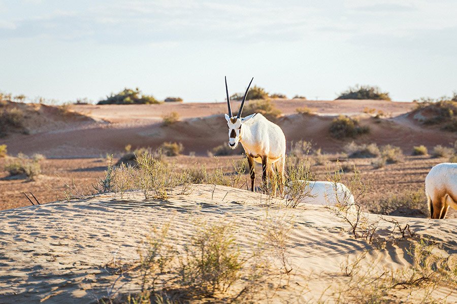 Arabian Oryx