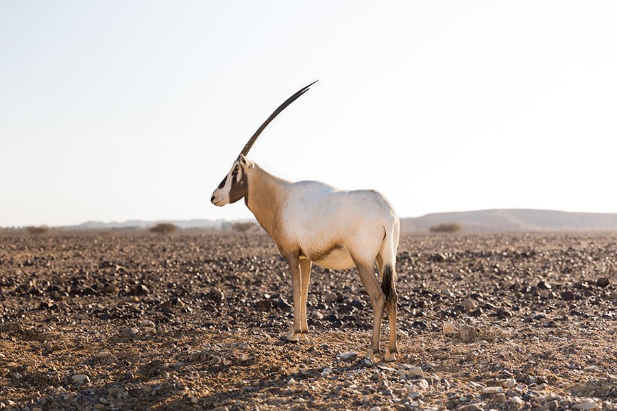 Arabian Oryx