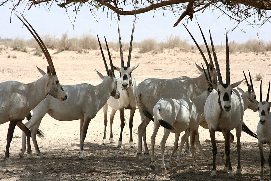 Arabian Oryx