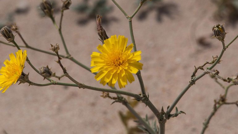 Arfaj National Flower