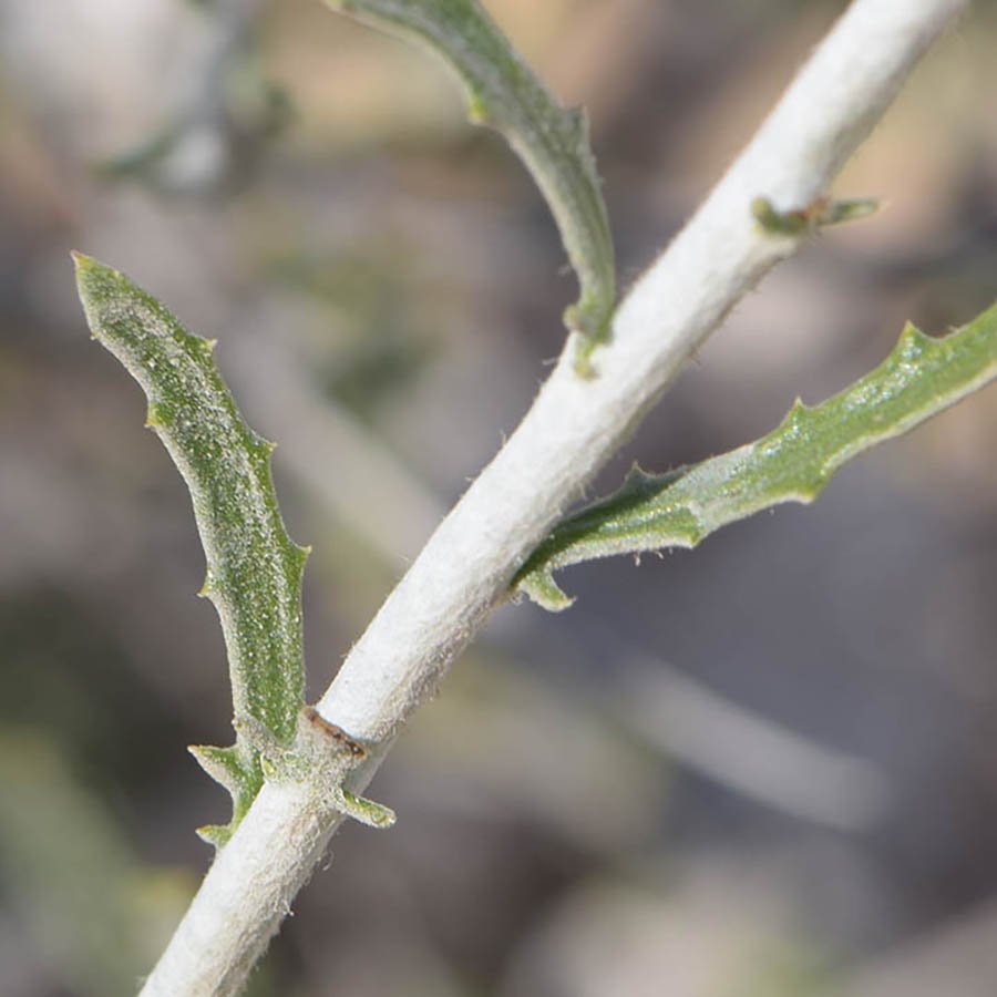 Arfaj stem and leaf