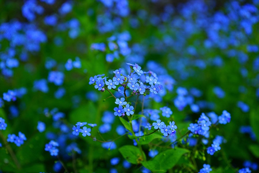 Armenia Forget-Me-Not