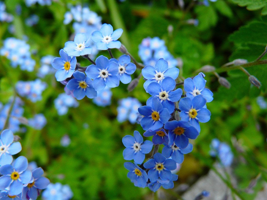 Armenia Forget-Me-Not