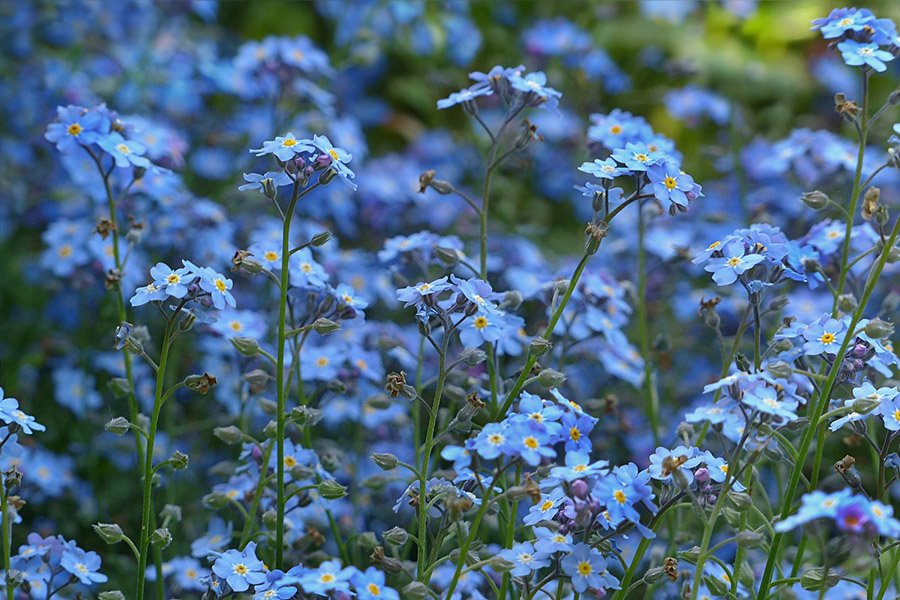 Armenia Forget-Me-Not