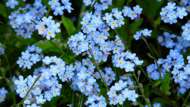 Armenia Forget-Me-Not National Flower