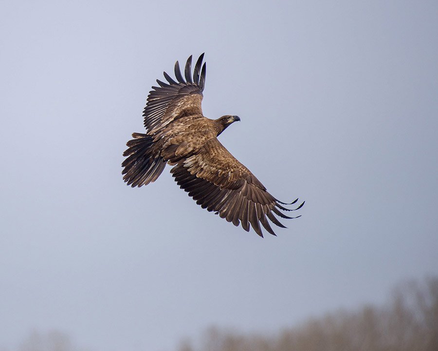 Armenia Golden Eagle