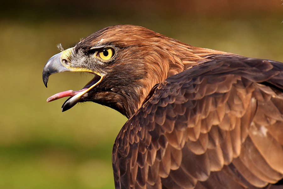 Armenia Golden Eagle