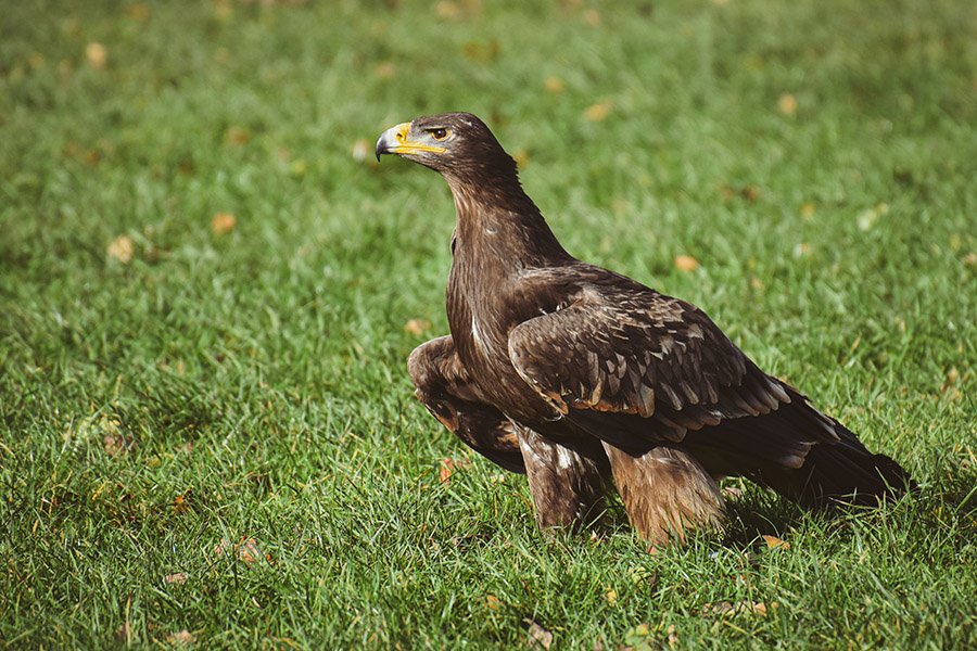 Armenia Golden Eagle