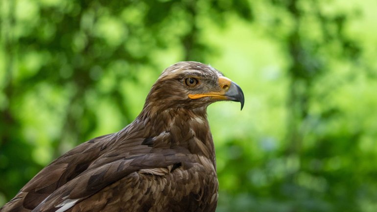 Armenia Golden Eagle National Animal