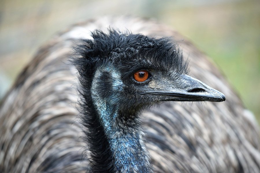 Australia Emu