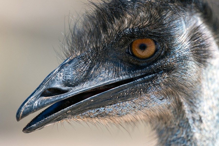 Australia Emu