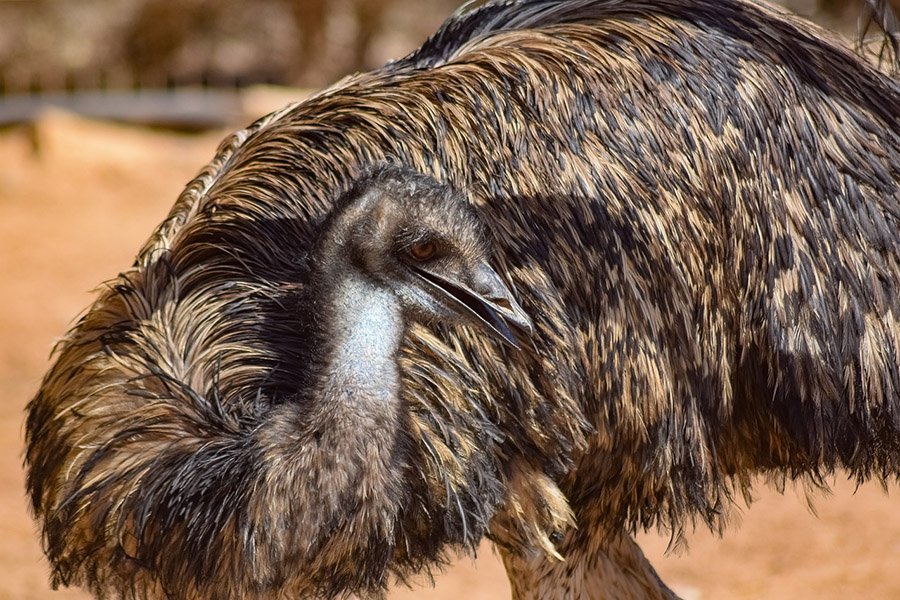 Australia Emu