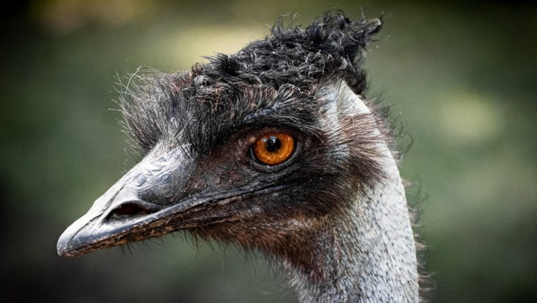 Australia Emu National Bird