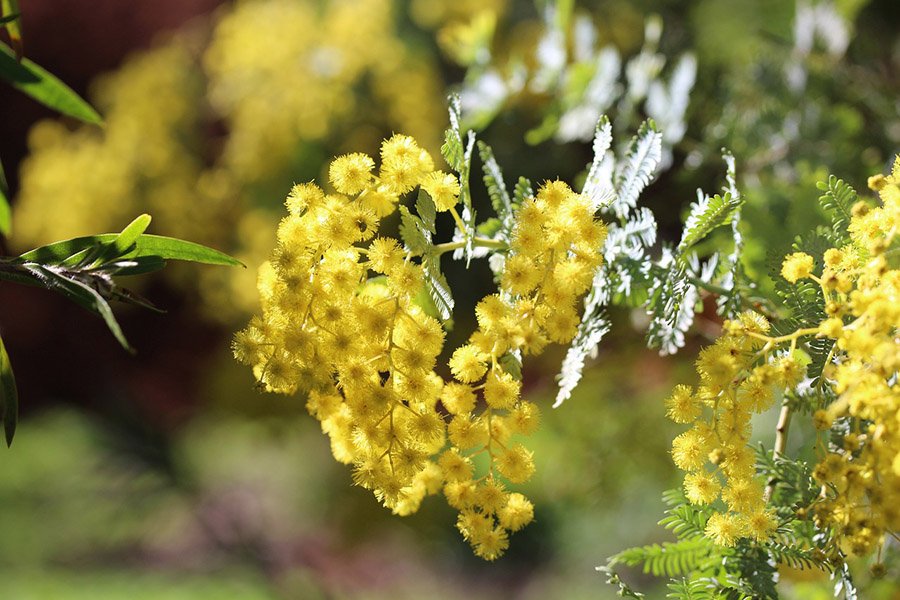 Australia Golden Wattle