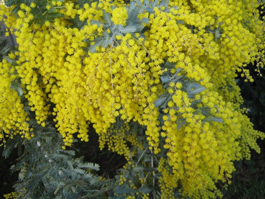 Australia Golden Wattle