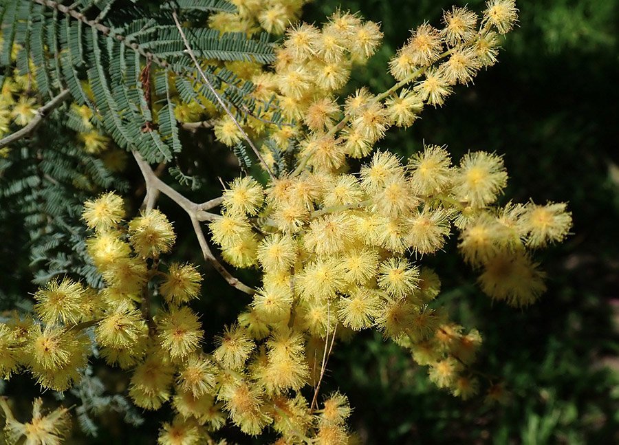 Australia Golden Wattle