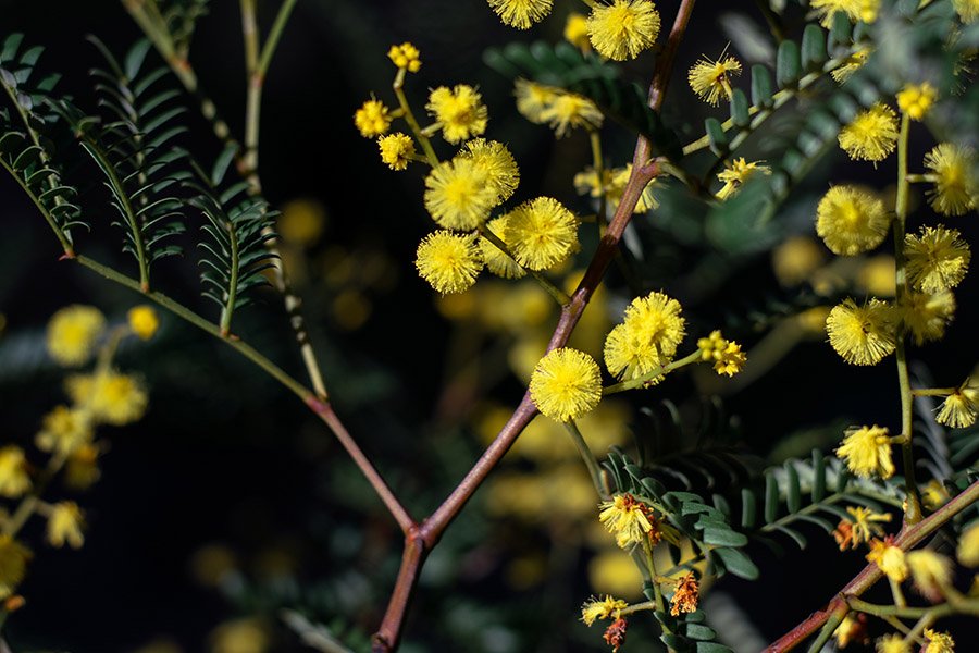 Australia Golden Wattle