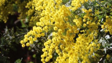 Australia Golden Wattle National Flower