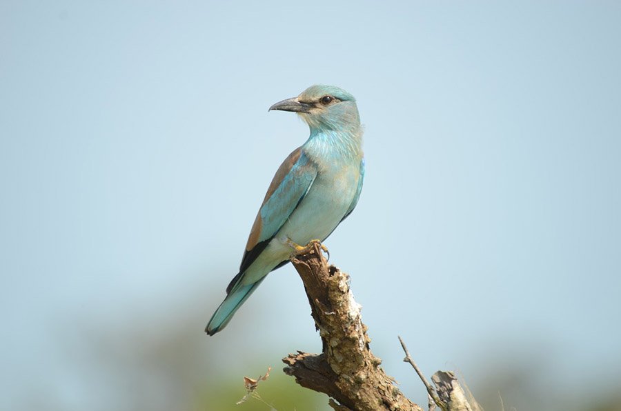 Azerbaijan European Roller