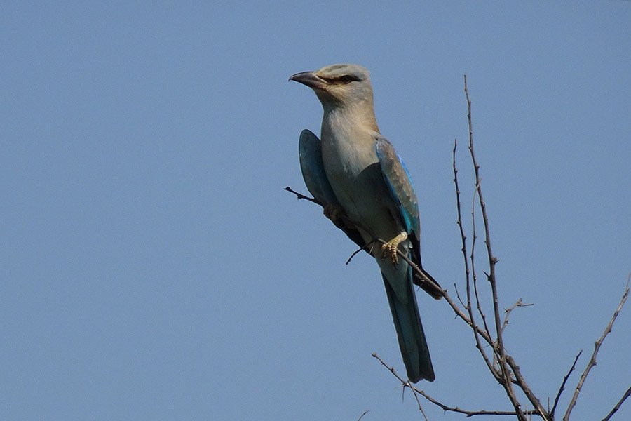 Azerbaijan European Roller