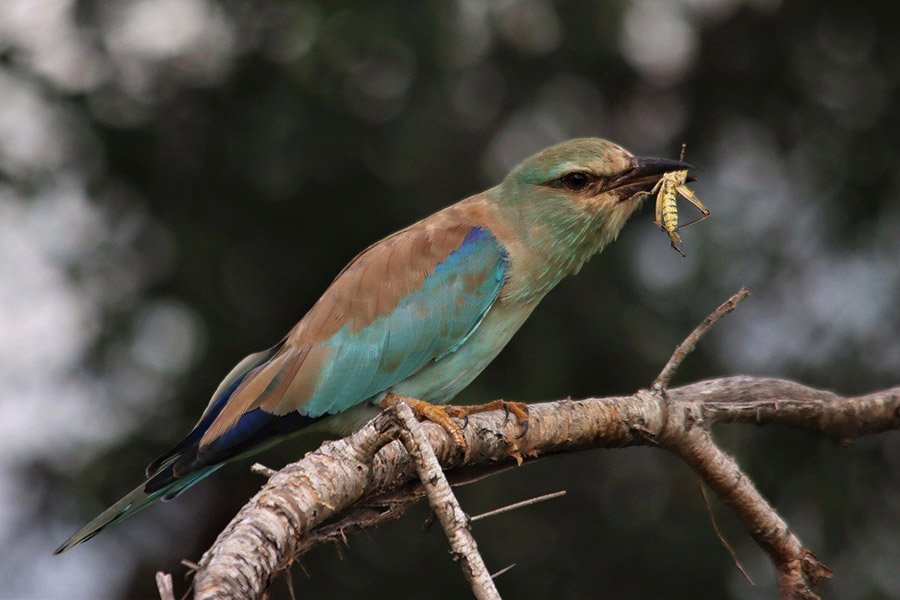 Azerbaijan European Roller