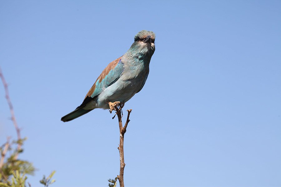 Azerbaijan European Roller