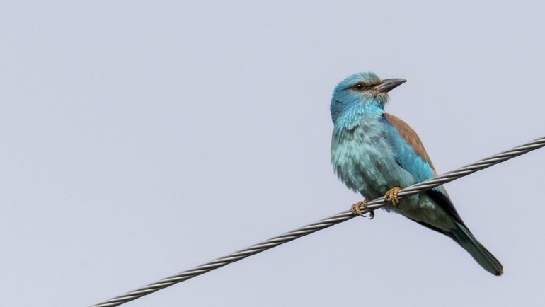 Azerbaijan European Roller National Bird