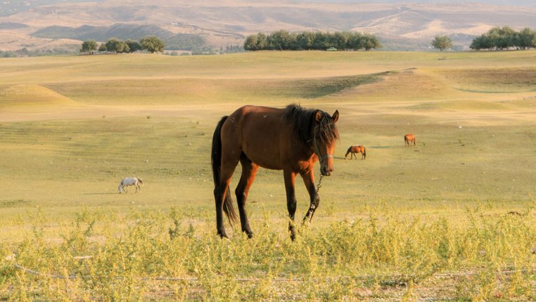 Azerbaijan Karabakh Horse National Animal