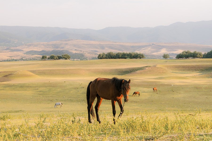 Azerbaijan Karabakh Horse