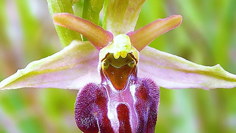 Azerbaijan Khari-Bulbul National Flower