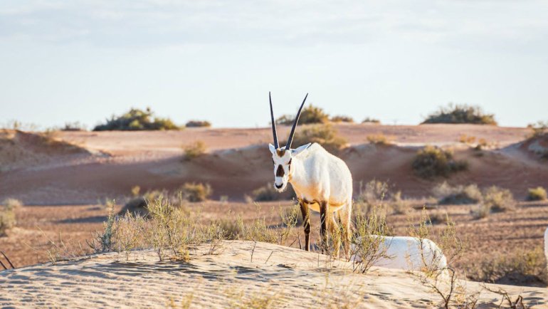 Bahrain Arabian Oryx National Animal