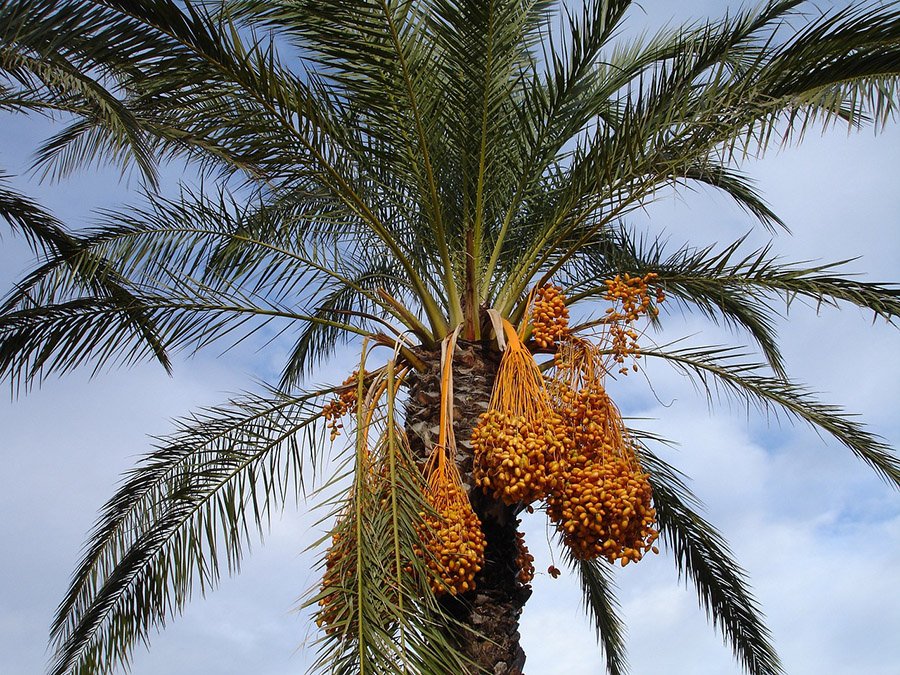 Bahrain Date Palm