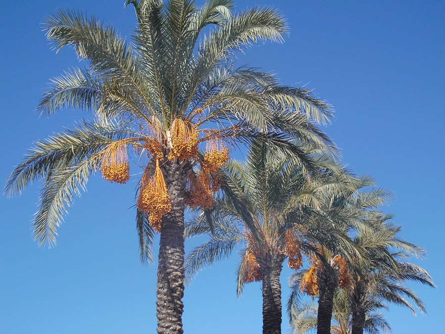 Bahrain Date Palm