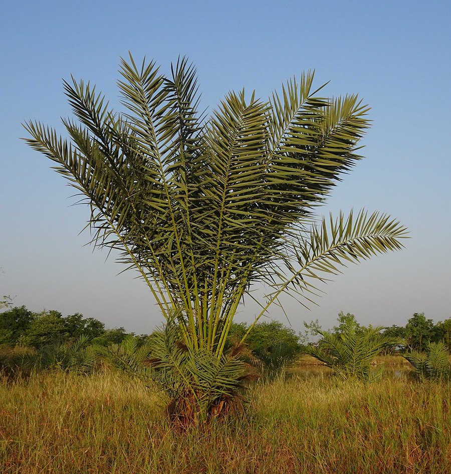 Bahrain Date Palm