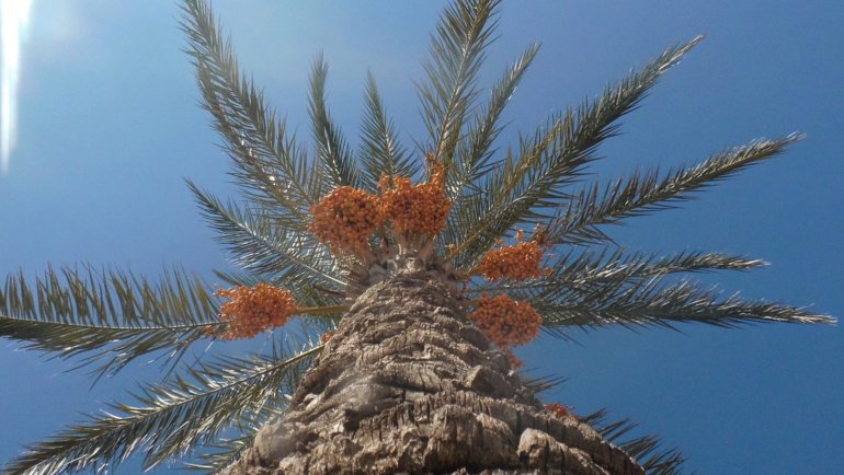 Bahrain Date Palm National Tree