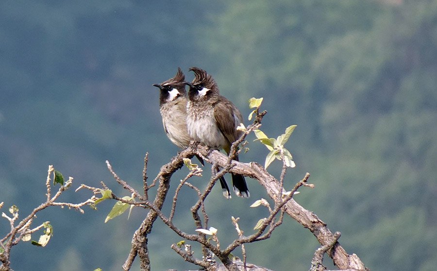 Bahrain White-cheeked Bulbul