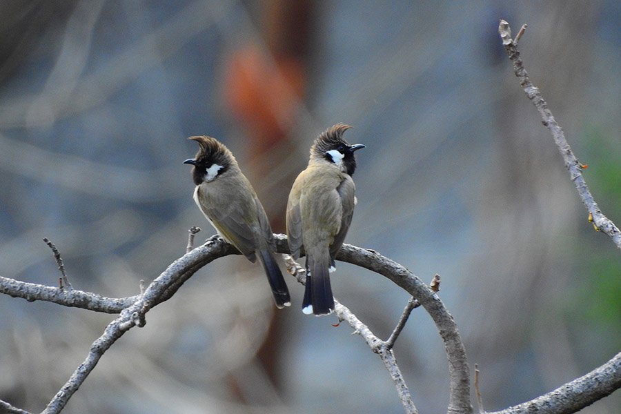 Bahrain White-cheeked Bulbul