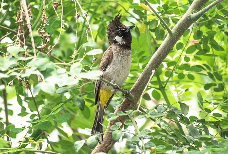 Bahrain White-cheeked Bulbul