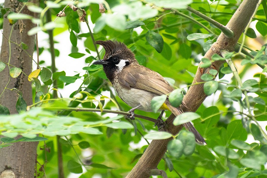 Bahrain White-cheeked Bulbul