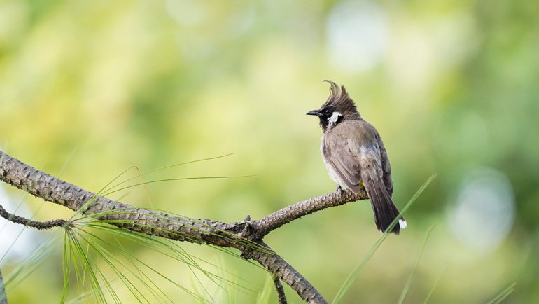 Bahrain White-cheeked Bulbul National Bird