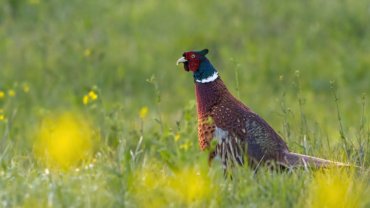 Georgia Common Pheasant National Bird