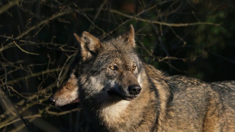 Georgia Wolf National Animal