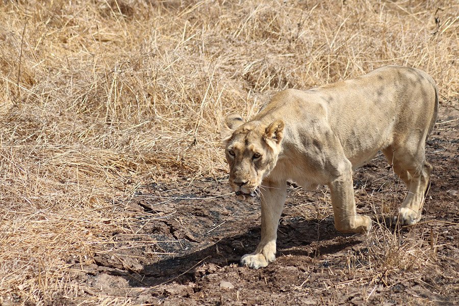 Iran Asiatic Lion