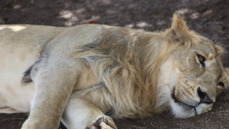 Iran Asiatic Lion national animal