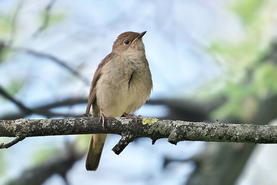 Iran Common Nightingale