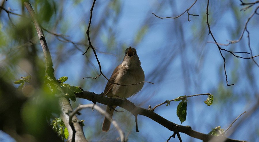 Iran Common Nightingale