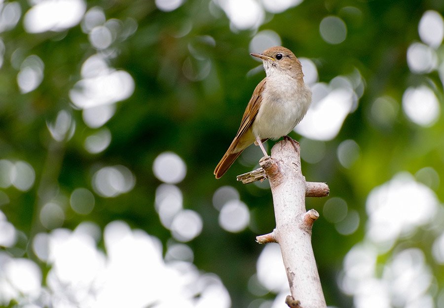 Iran Common Nightingale