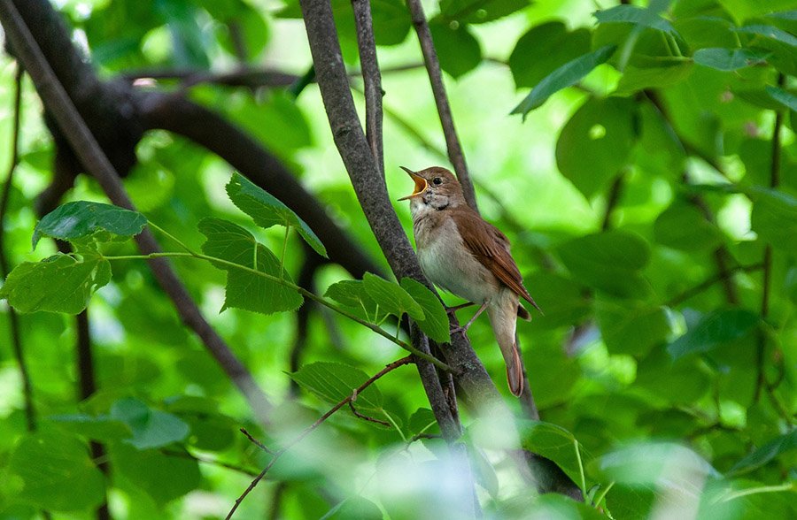 Iran Common Nightingale